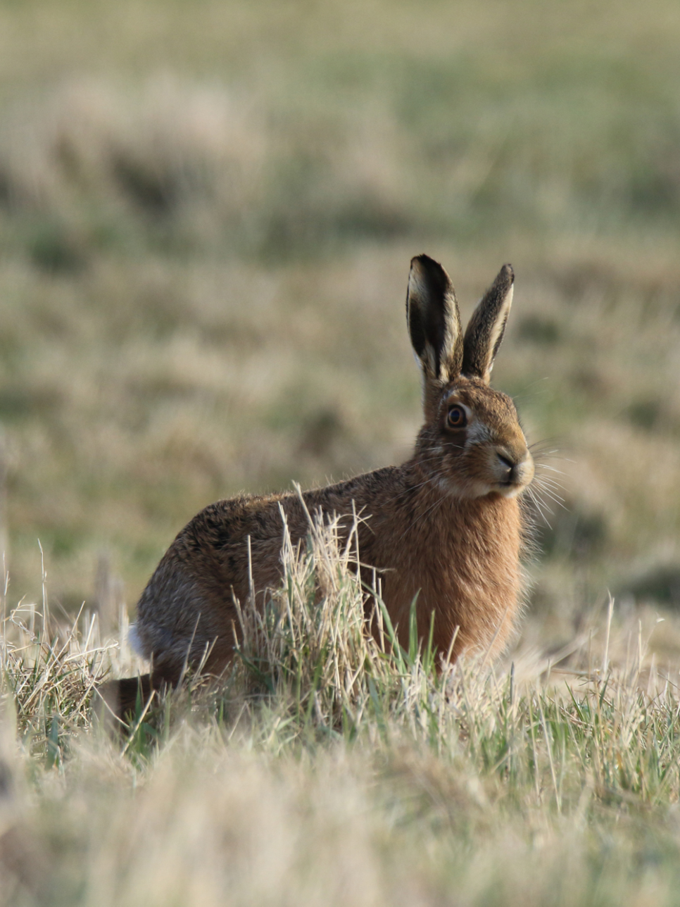 View: Hare Walks